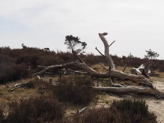 Kalmthoutse Heide, Kalmthout (België)